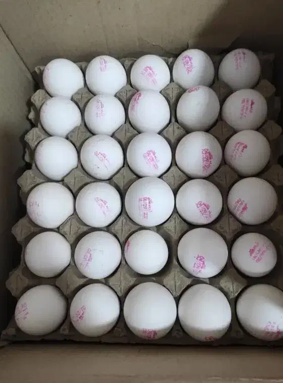 تخم مرغ|خوردنی و آشامیدنی|تربت جام, علوی|دیوار