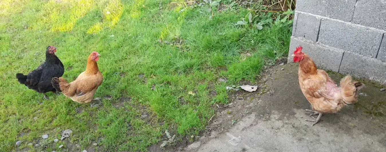 مرغ|حیوانات مزرعه|رشت, حومه رشت|دیوار