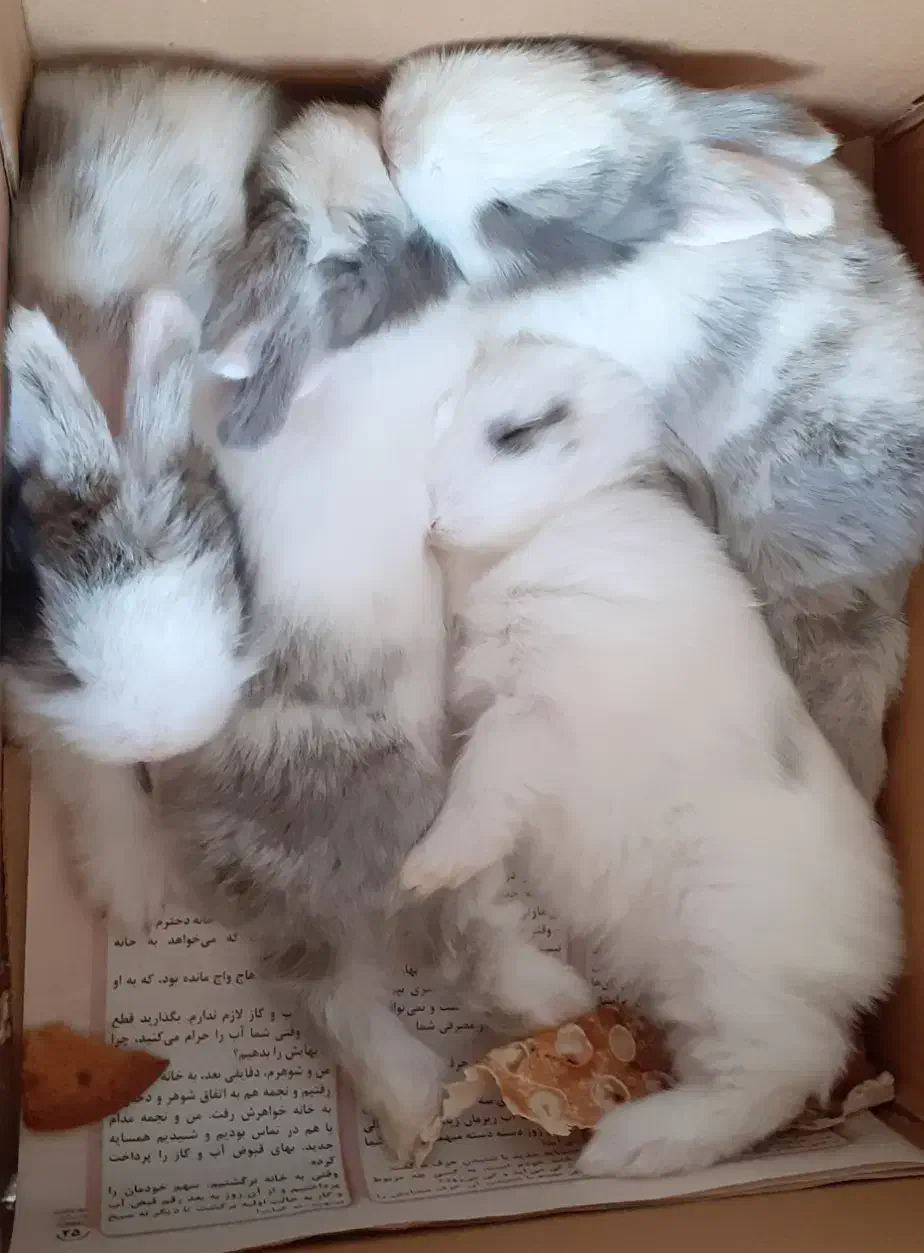 خرگوش لوپ سالم و شیطون|موش و خرگوش|میانه, |دیوار