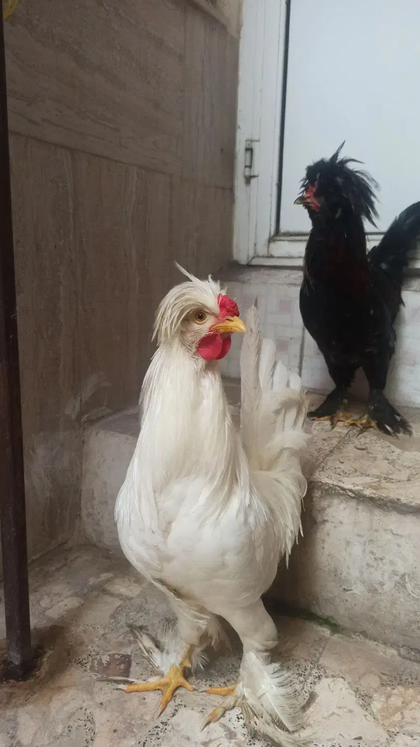 زینتی ، سلطان ، خروس و مروغ|حیوانات مزرعه|رشت, فلسطین|دیوار