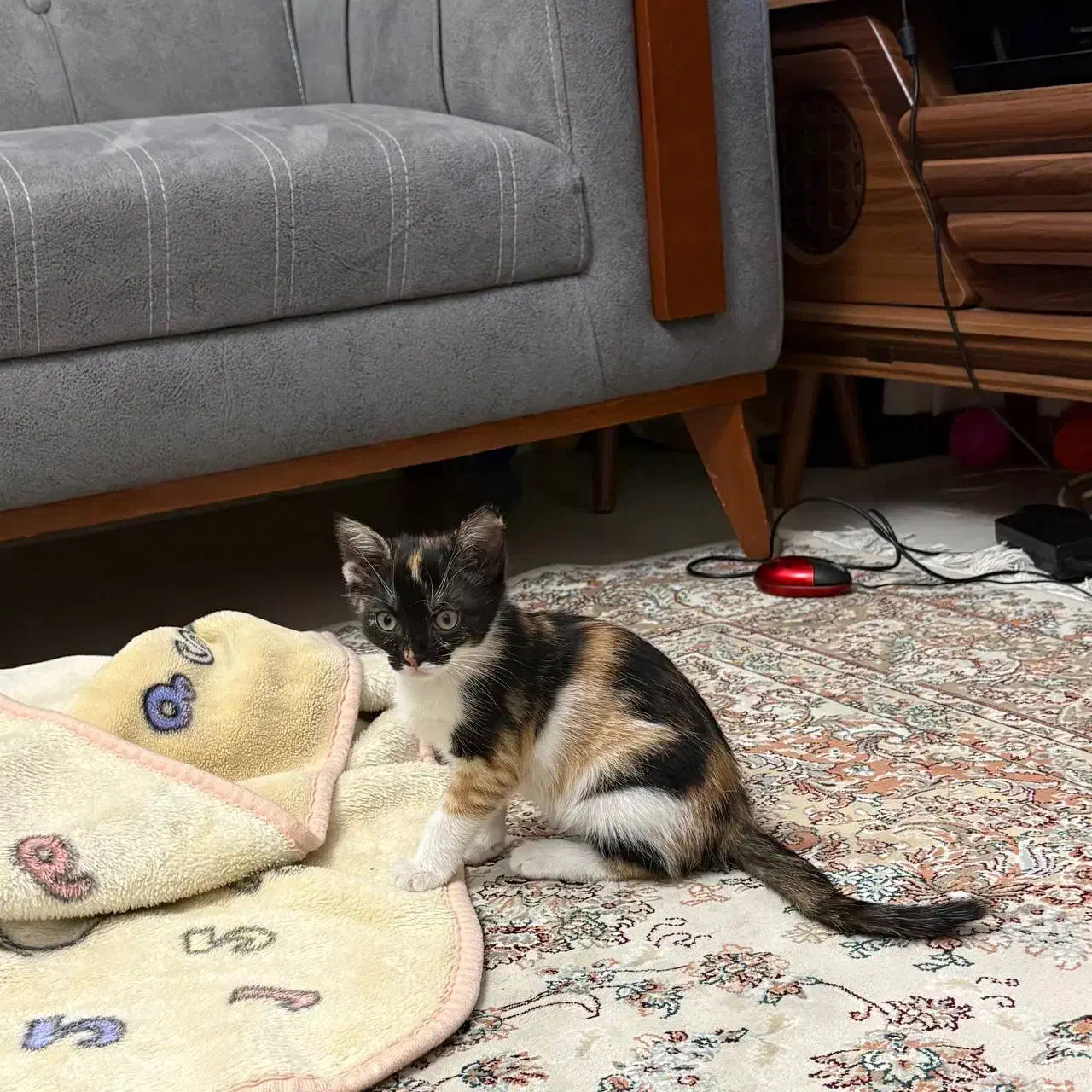 واگذاری گربه شیطون کاملا خانگی|گربه|تهران, لویزان|دیوار