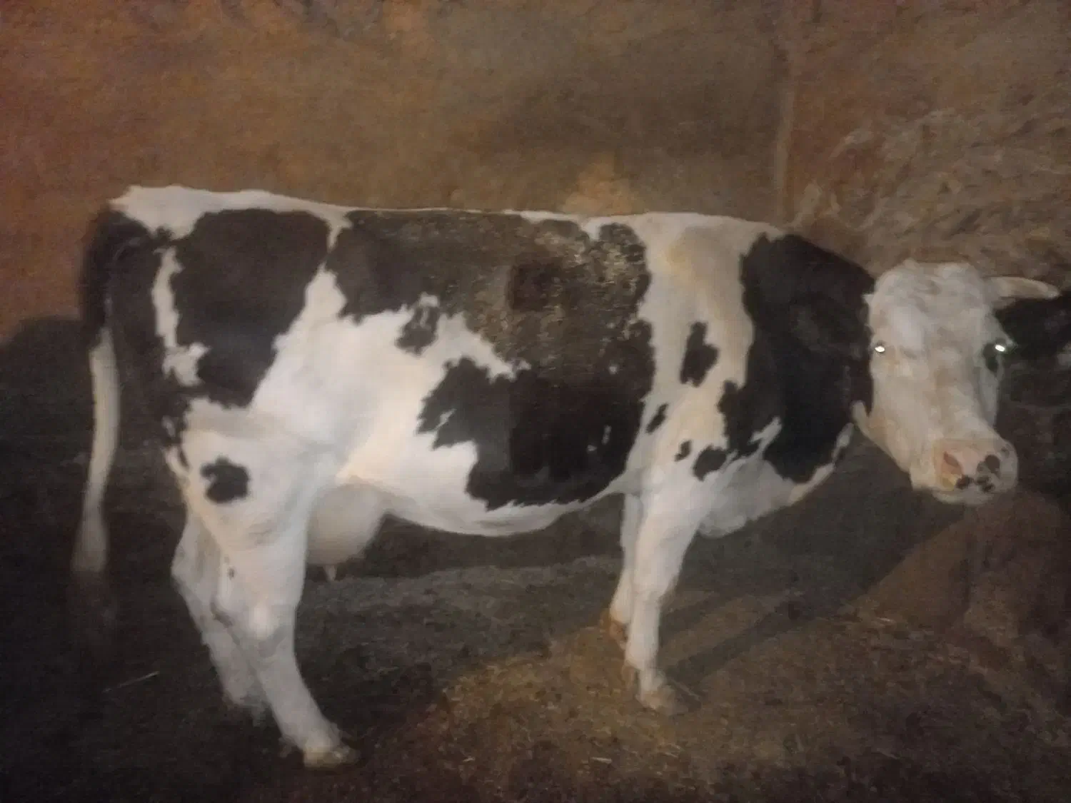 فروش گاوه گوشتی|حیوانات مزرعه|کرفتو, |دیوار