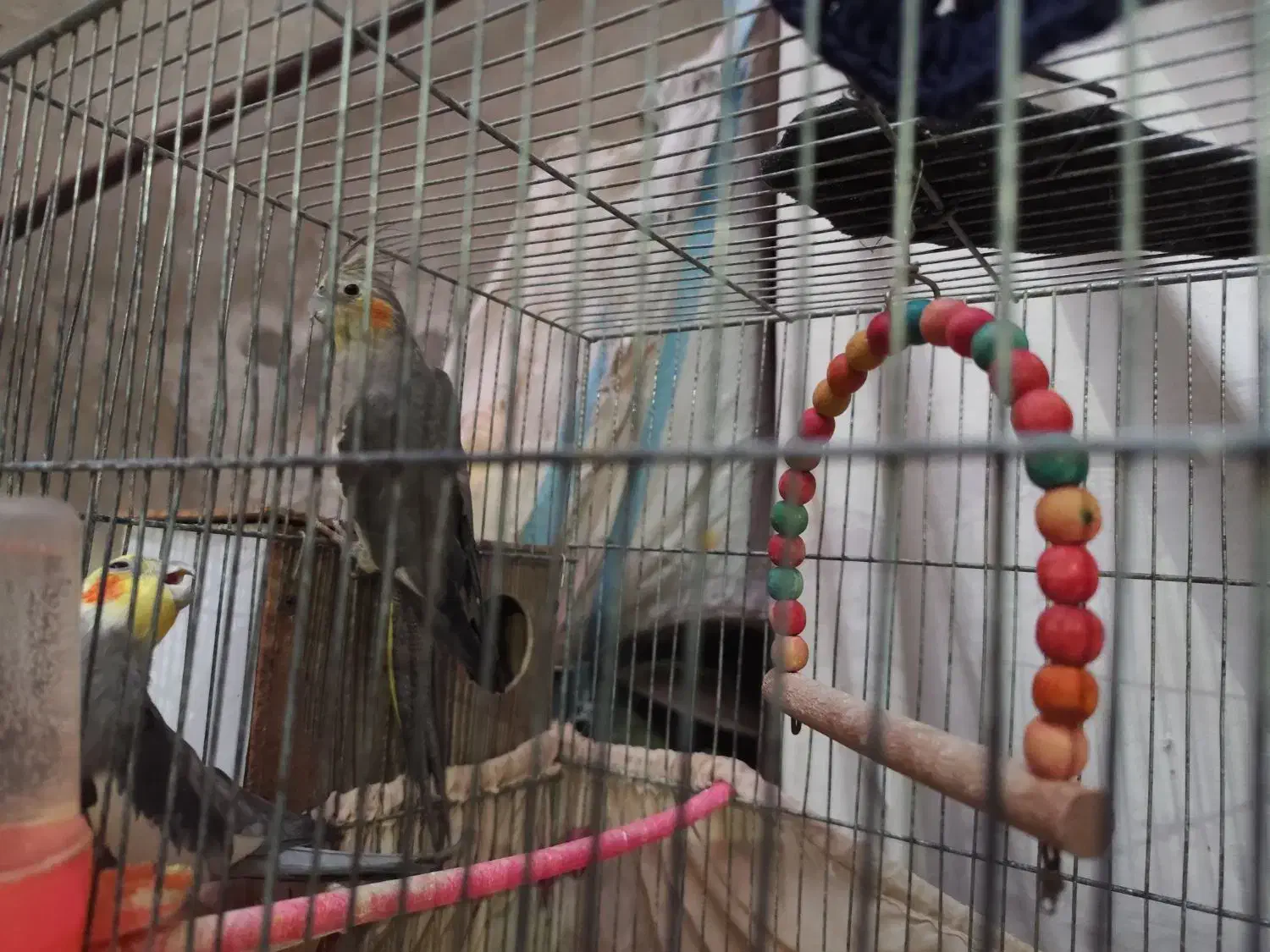 عروس هلندی|پرنده|مشهد, شهید قربانی|دیوار