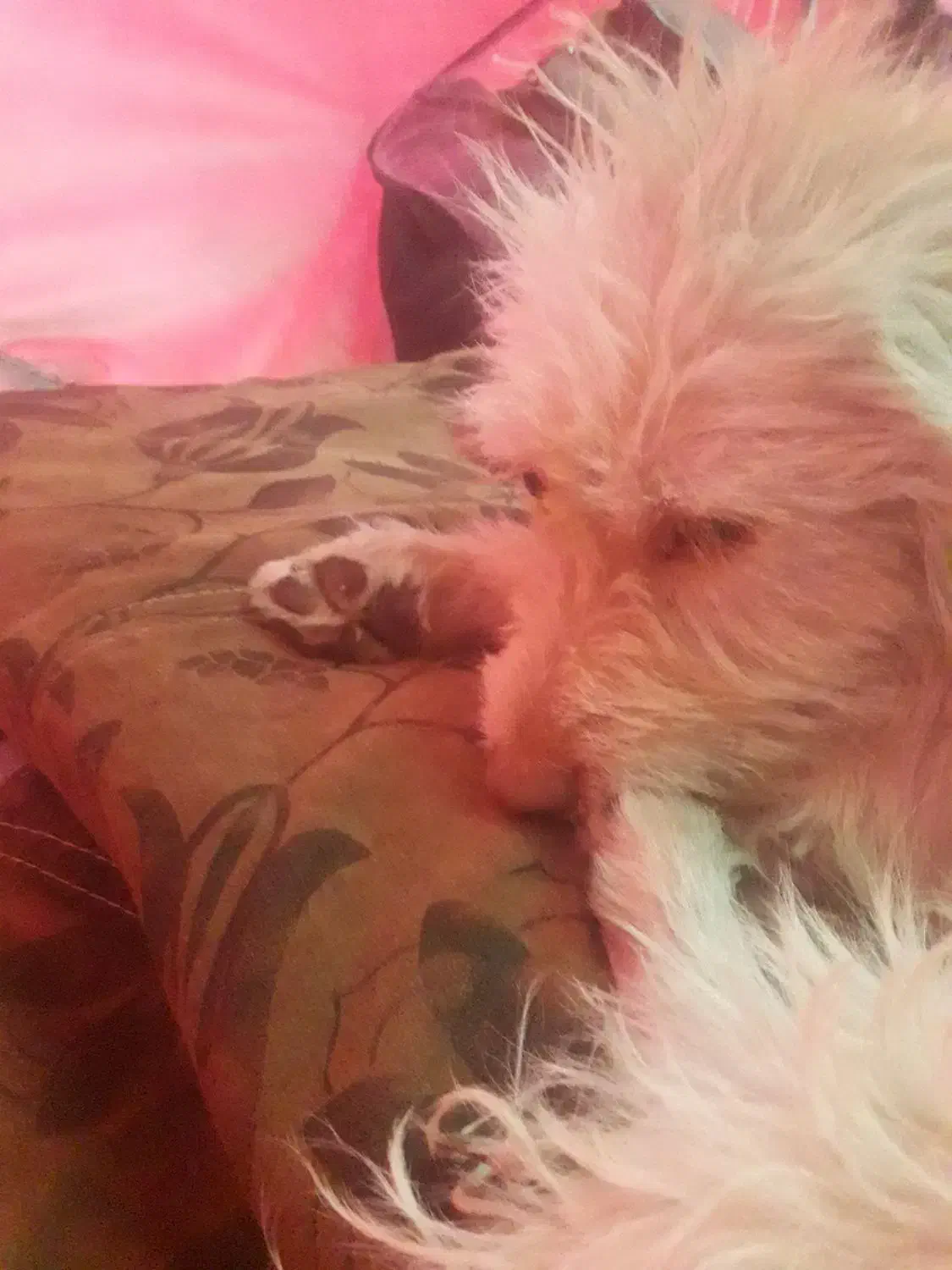 سگ شیتزو|سگ|قم, دورشهر|دیوار