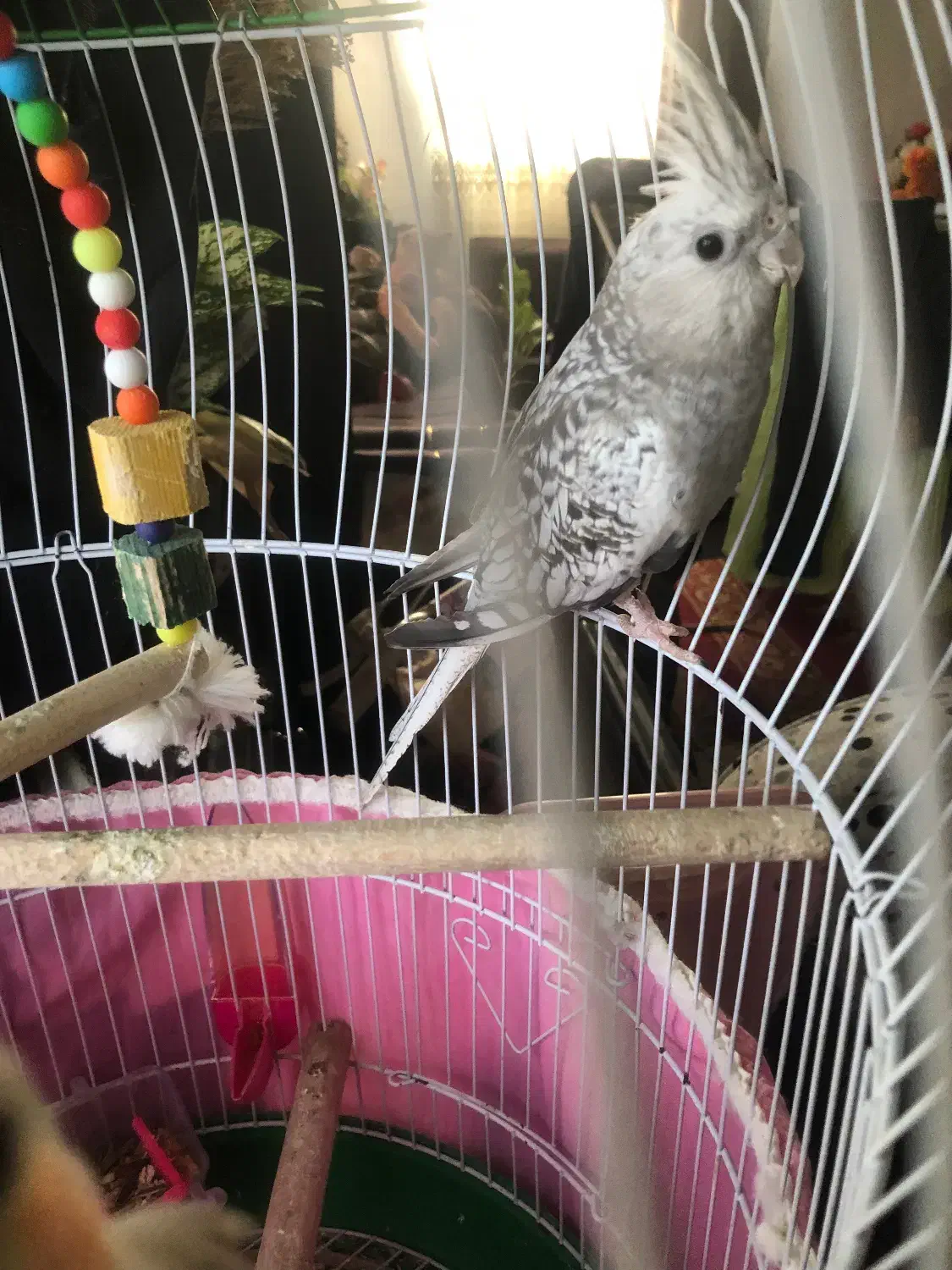 طوطی عروس ایزابلا|پرنده|قائم‌شهر, |دیوار