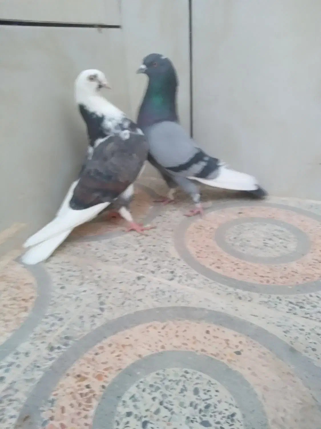 کبوتر شازده  ابلق سبز تهرونی  اصل|پرنده|اصفهان, کوی امیریه|دیوار