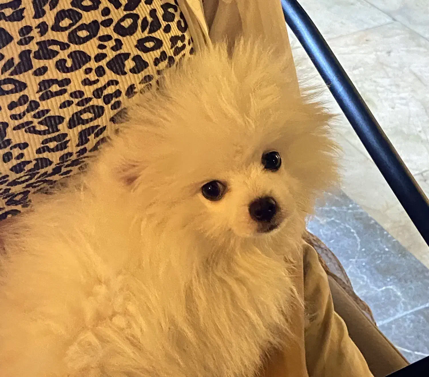 پامرانین نژاددار اصل اوکراینی|سگ|تهران, نیاوران|دیوار