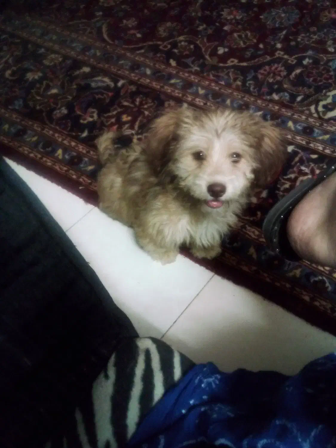 توله شیتزو پاکوتا شیطون بازیگوش واکسنشم زده|سگ|اصفهان, قلعه طبره|دیوار