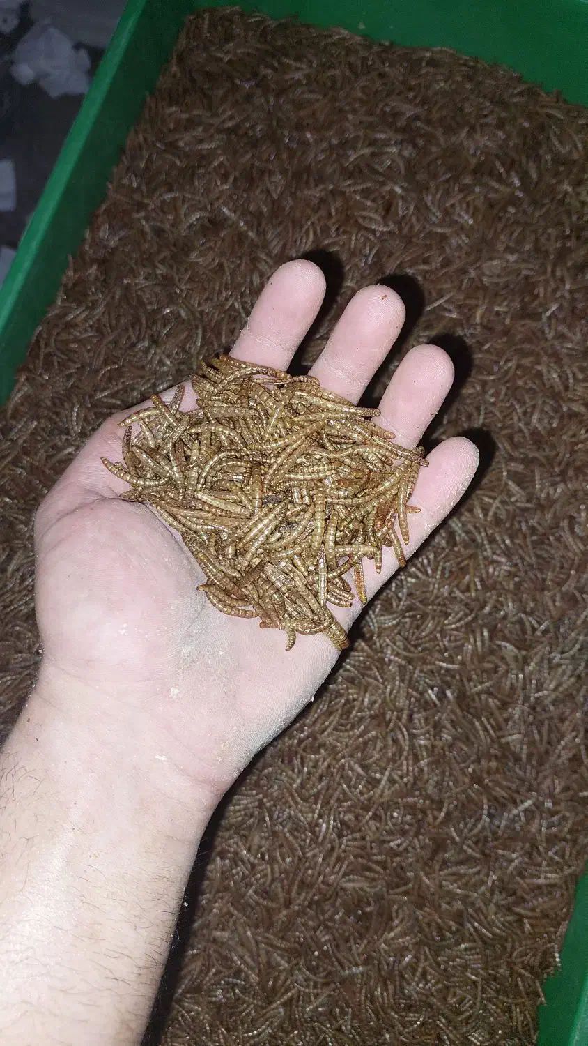 کرم سوپرورم و میلورم خشک و زنده|خزنده|رشت, کوی حسینی|دیوار