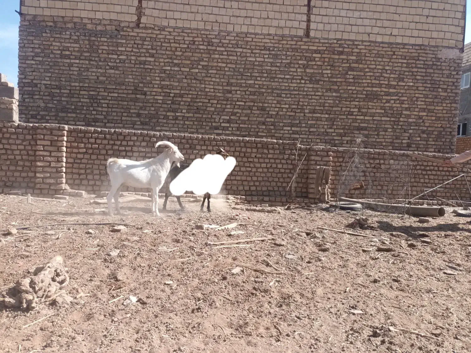 نربز سانن|حیوانات مزرعه|گناباد, |دیوار
