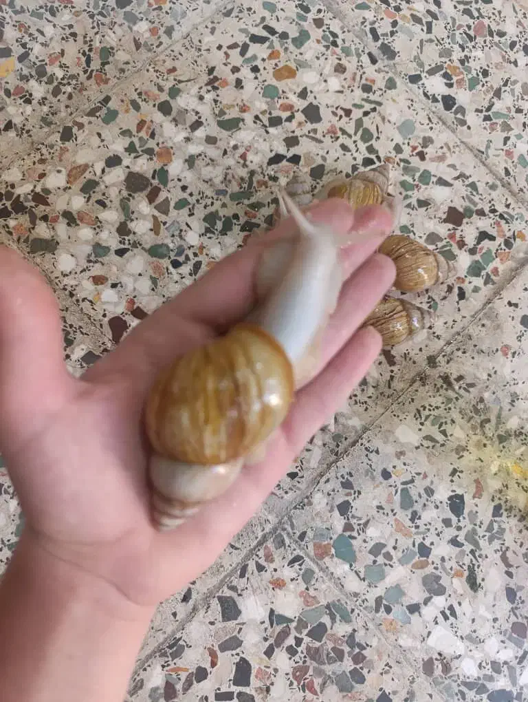 حلزون|خزنده|اهواز, پردیس|دیوار