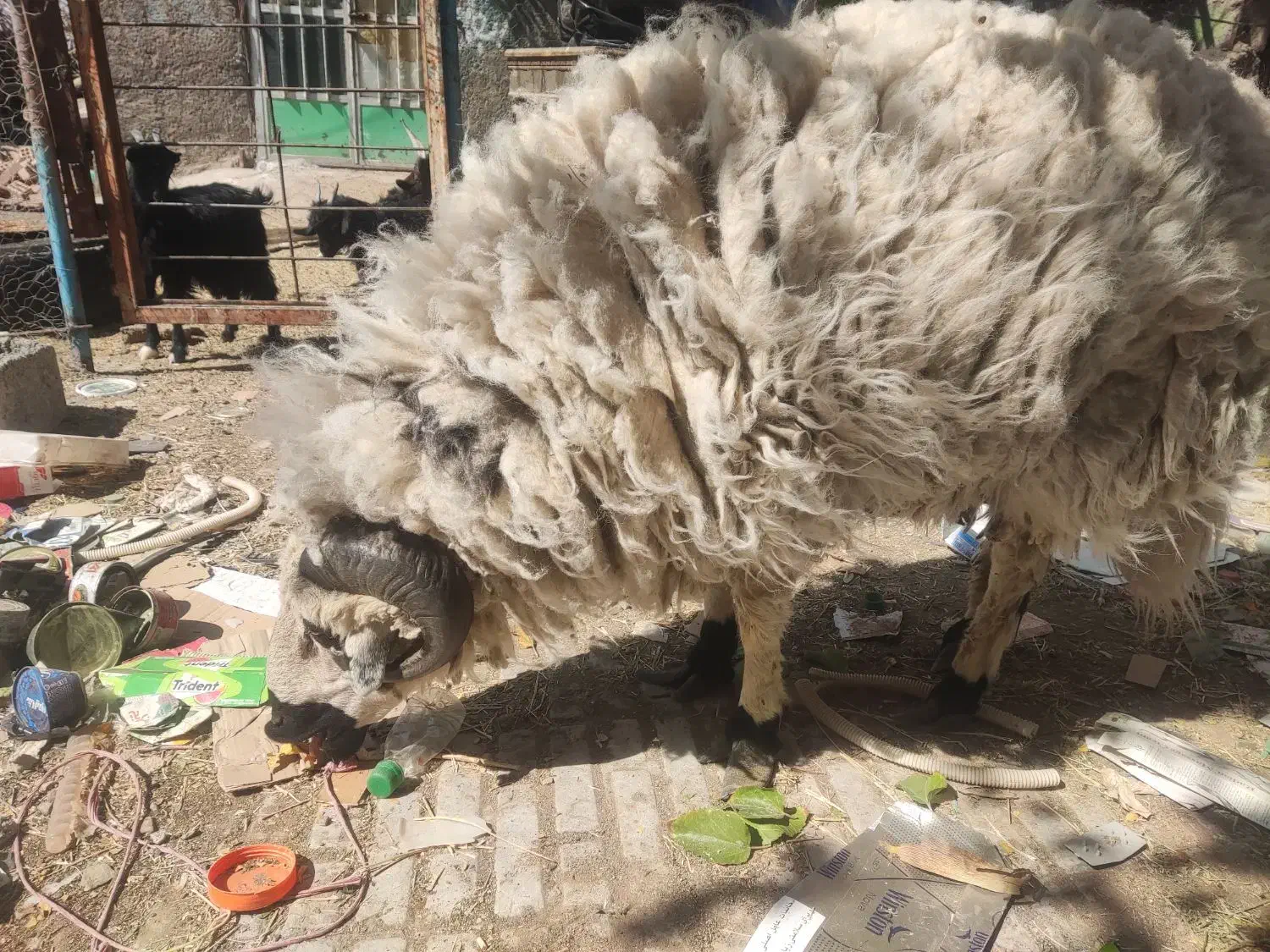 بره نر معاوضه باموتور|حیوانات مزرعه|زرند, |دیوار