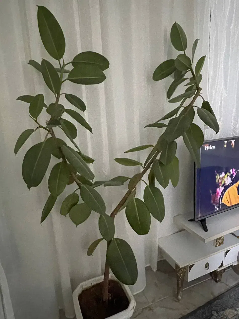 گلی|گل و گیاه طبیعی|قصرشیرین, |دیوار