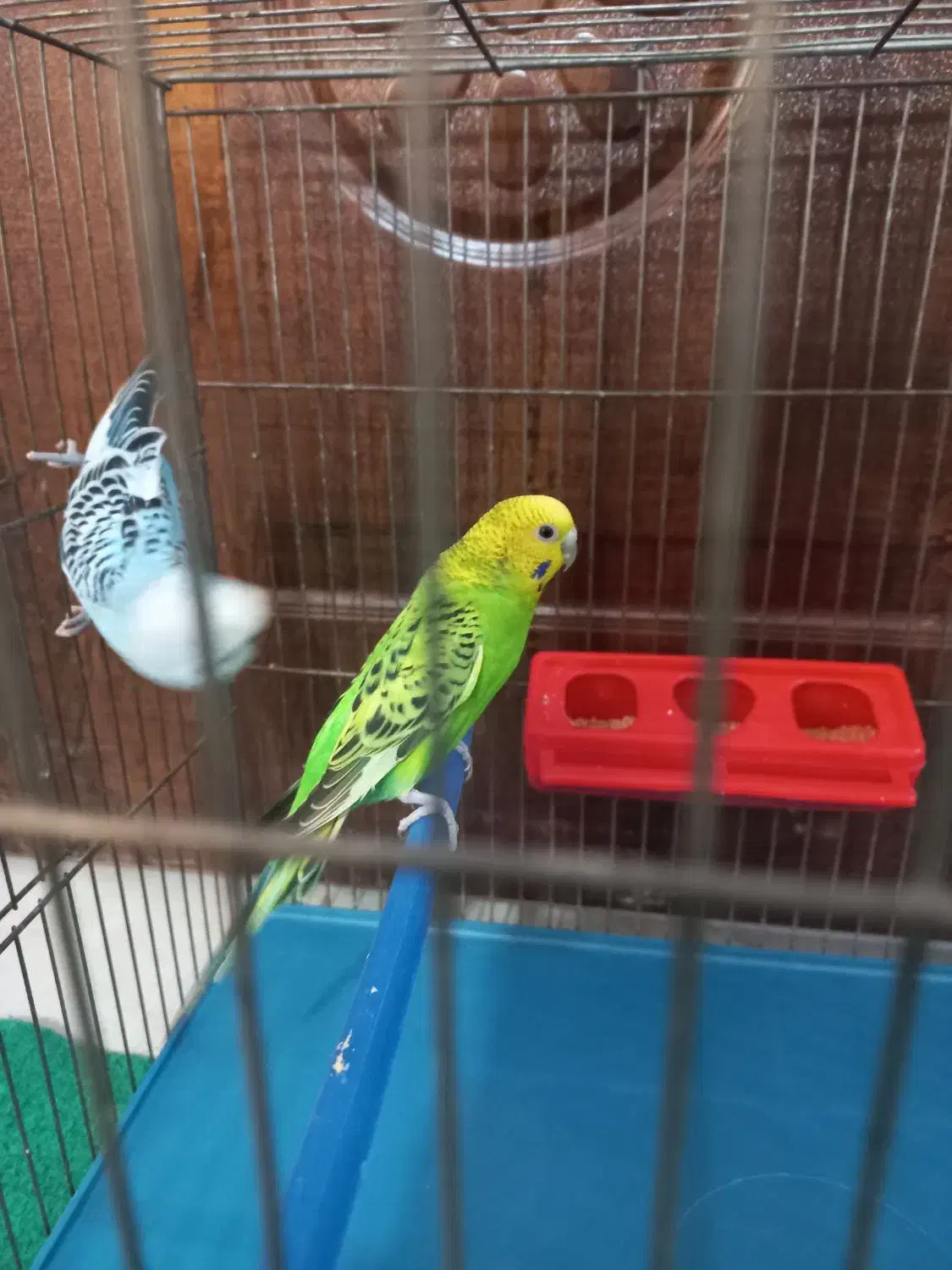 مرغ عشق|پرنده|مرودشت, فرهنگ|دیوار