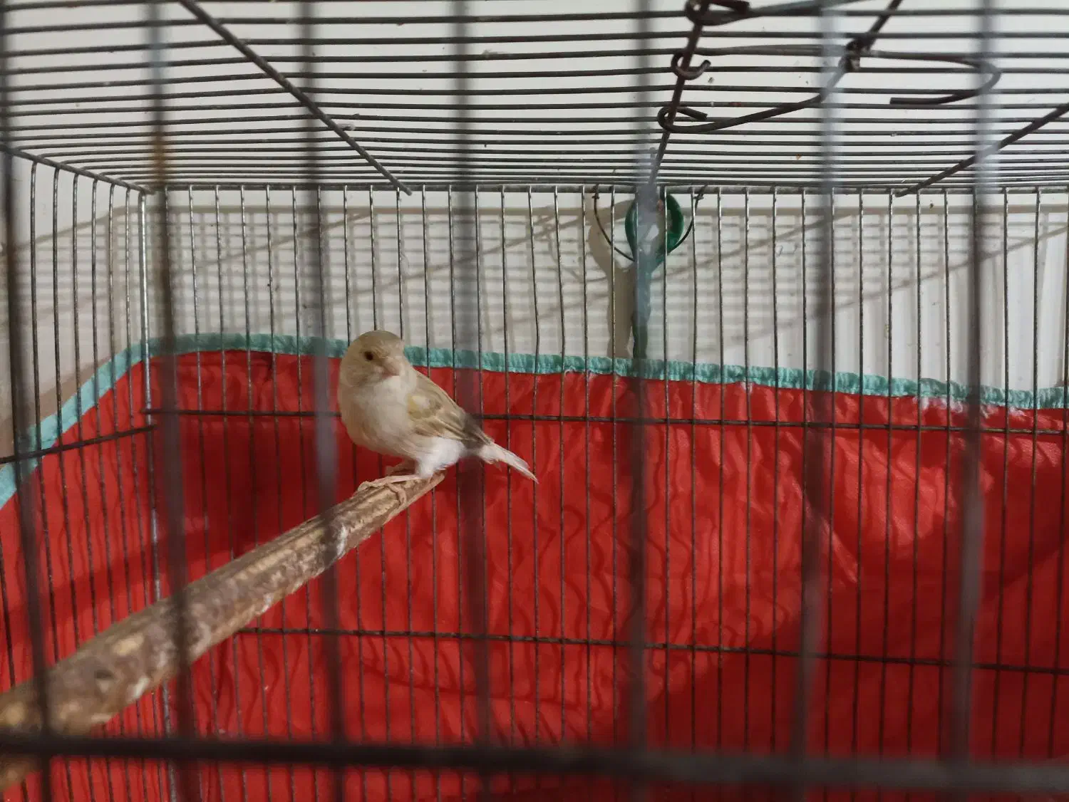 قناری آهویی ماده|پرنده|شیراز, شاهجیان|دیوار