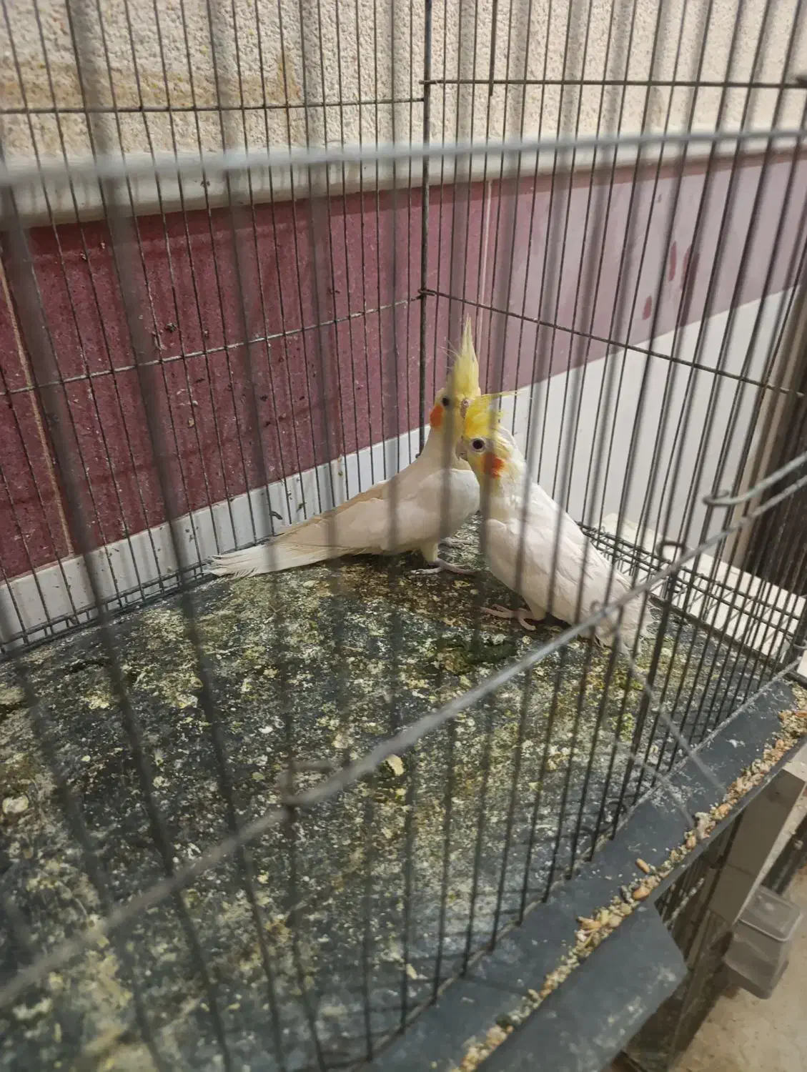 عروس لوتینو|پرنده|قم, شهرک امام حسین|دیوار