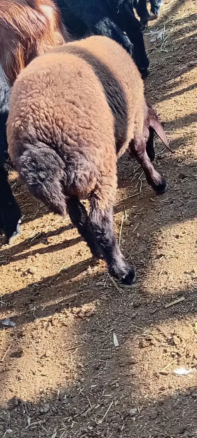 گوسفند بره ماده گوشتی|حیوانات مزرعه|آذرشهر, |دیوار