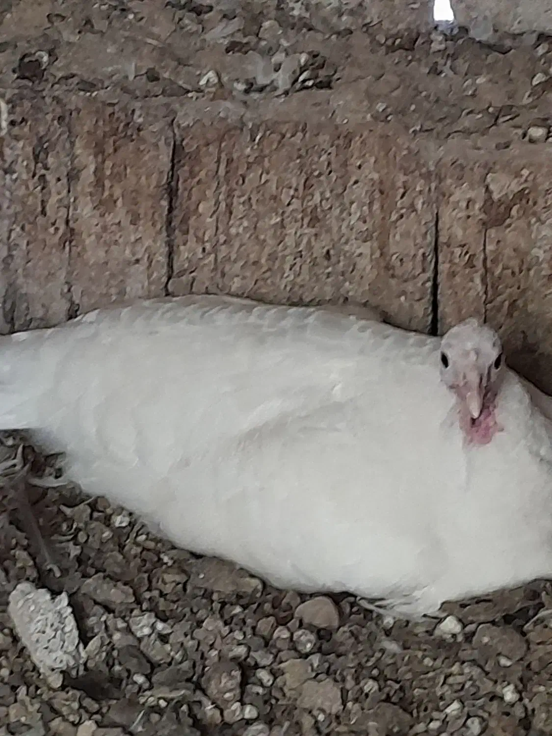 بوقلمون|حیوانات مزرعه|اندیمشک, |دیوار