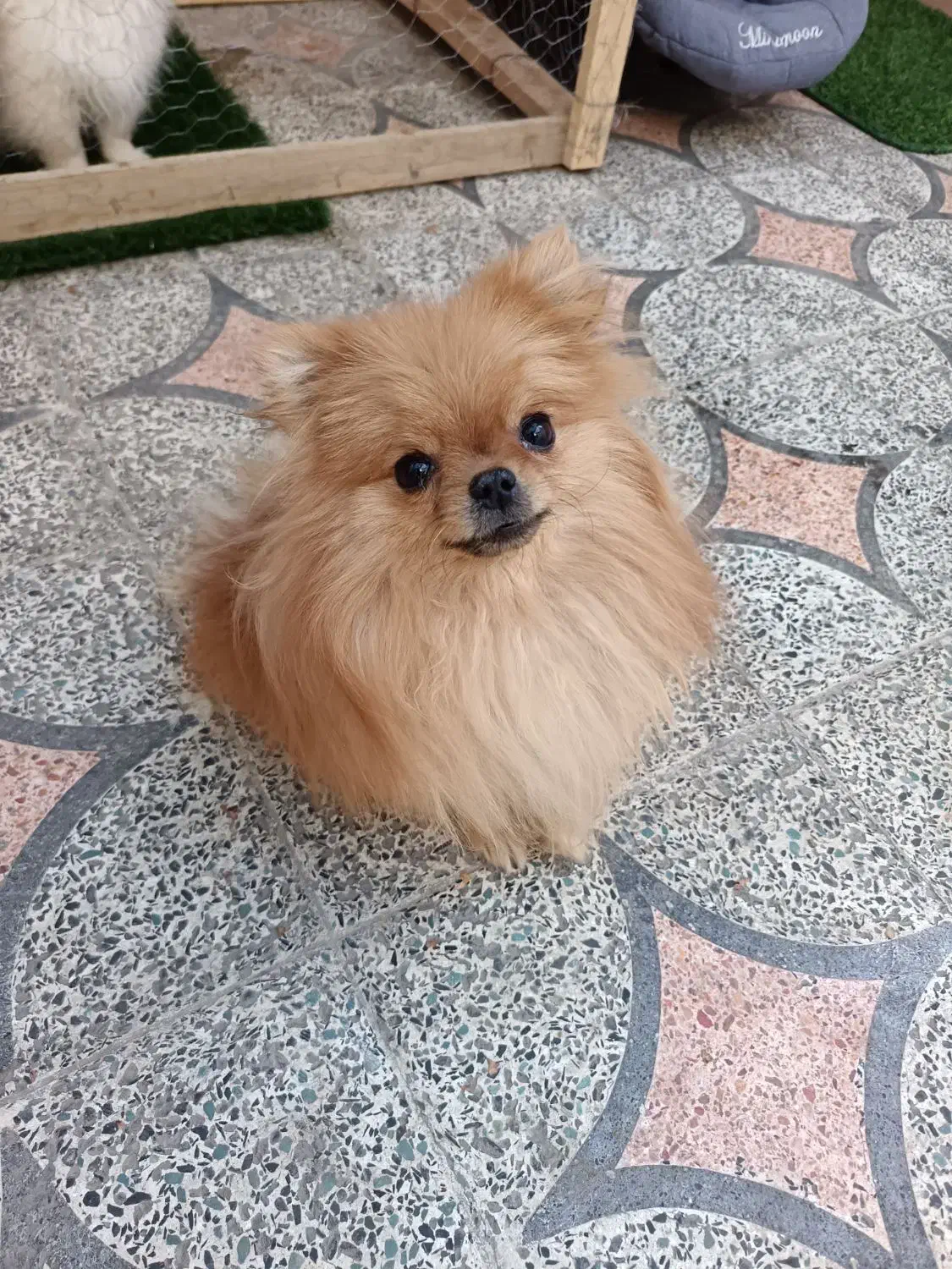 سگ پامر گم شده|سگ|فولادشهر, مسکن مهر فولادشهر|دیوار