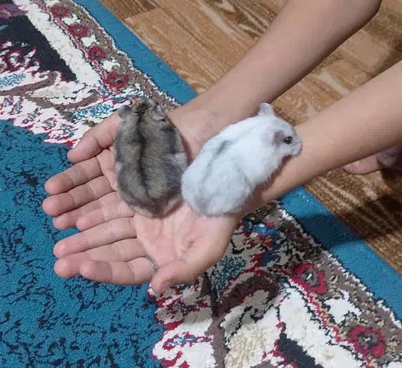 همسترمعاوضه|موش و خرگوش|میناب, |دیوار