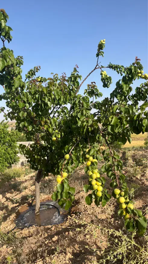 باغ کودیان آبپرده|فروش خانه و ویلا|شیراز, کودیان|دیوار