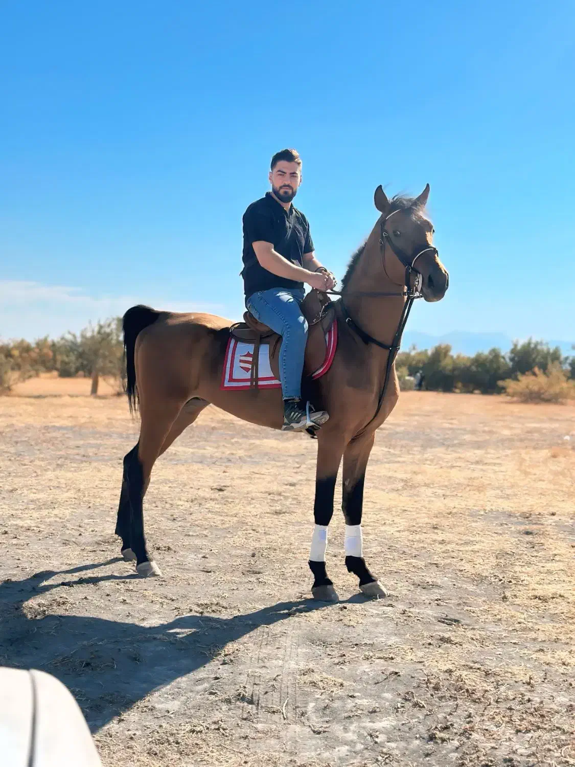 اسب نریان دره شوری|اسب و تجهیزات اسب‌سواری|ارومیه, |دیوار