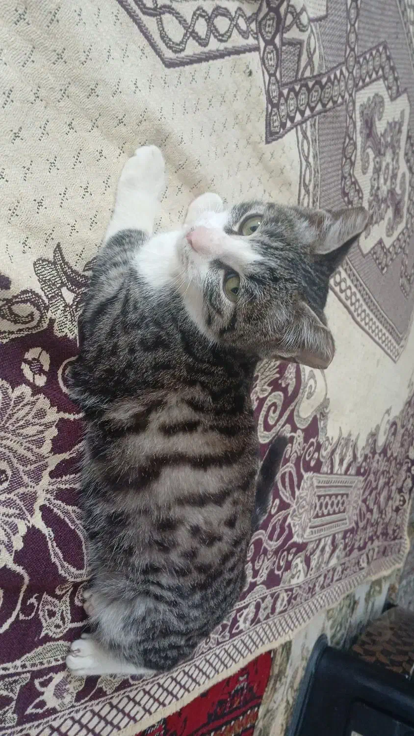 واگذاری گربه کوچولو|گربه|بجنورد, |دیوار