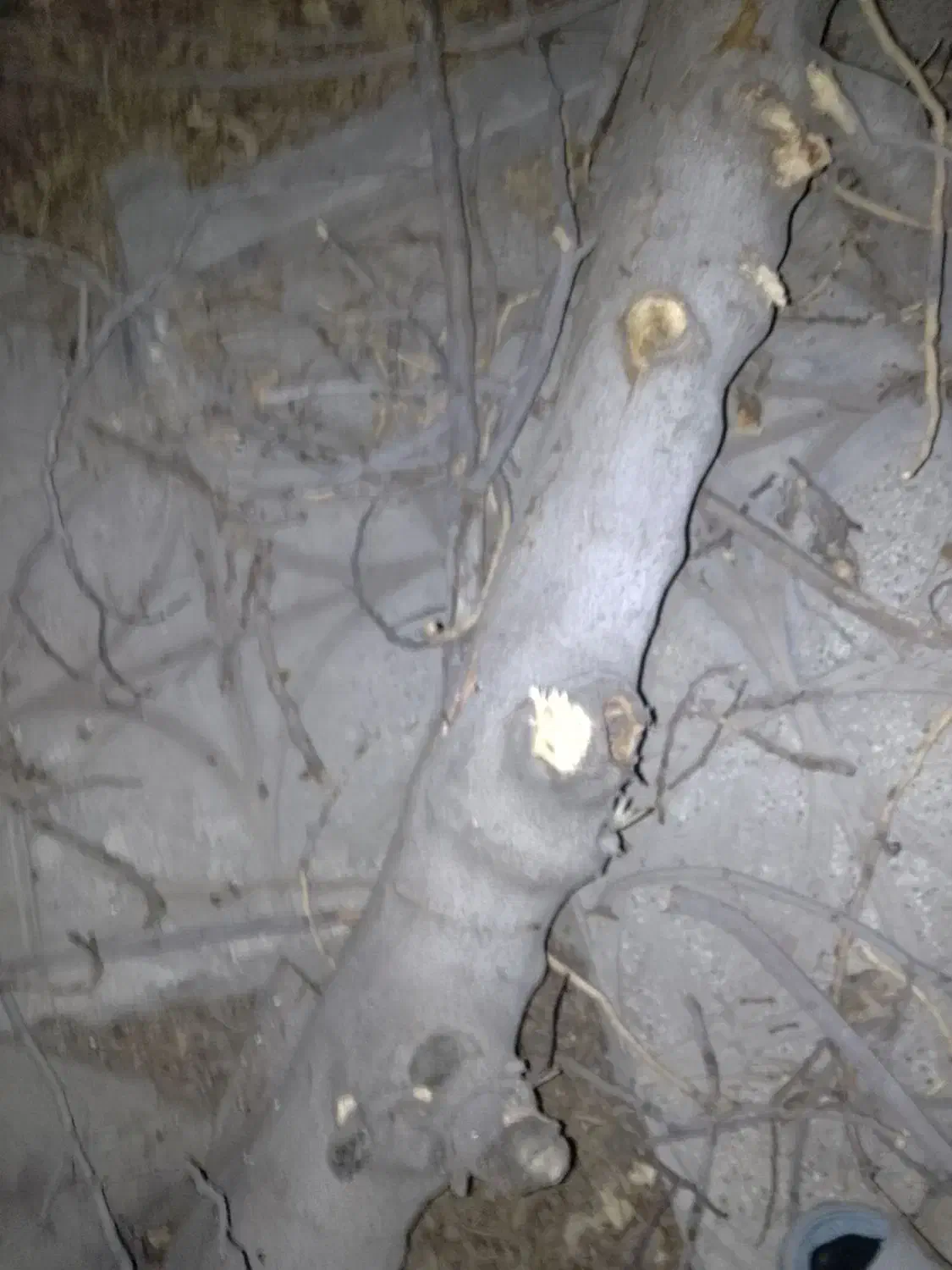 درخت|حراج|ورامین, ورامین|دیوار