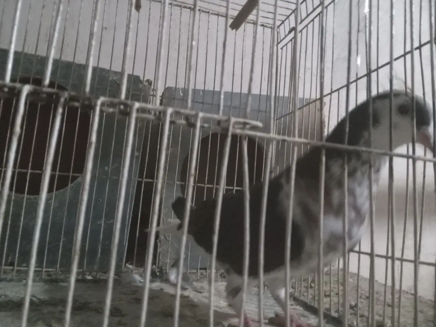 ساده|پرنده|فریمان, |دیوار