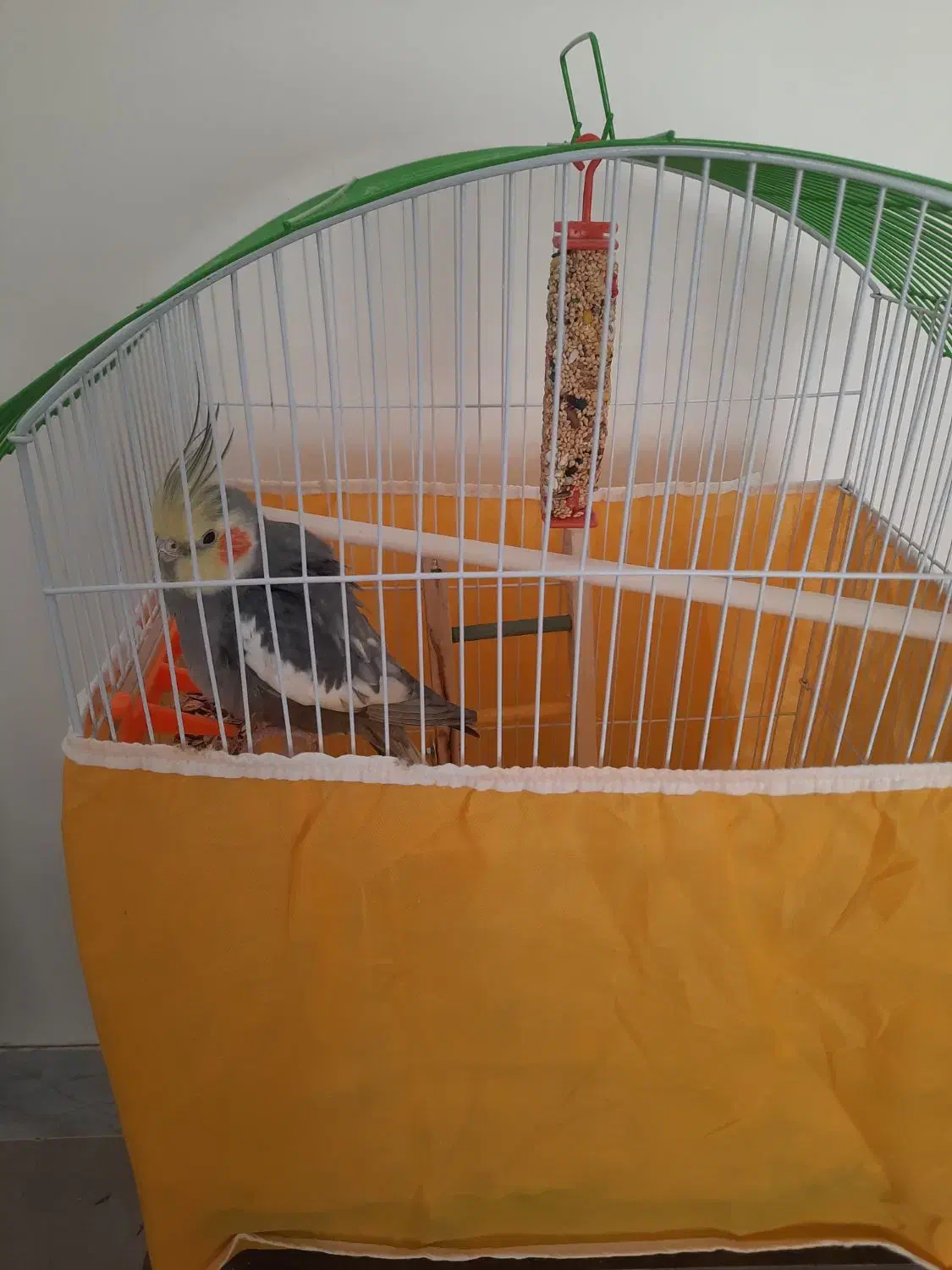 عروس هلندی|پرنده|خمینی‌شهر, |دیوار