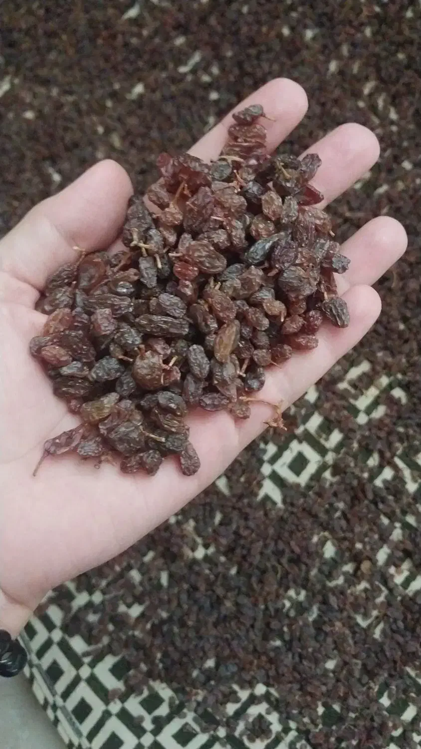 کشمش آفتابی و مویز تاکستان|خوردنی و آشامیدنی|تهران, خلیج فارس|دیوار