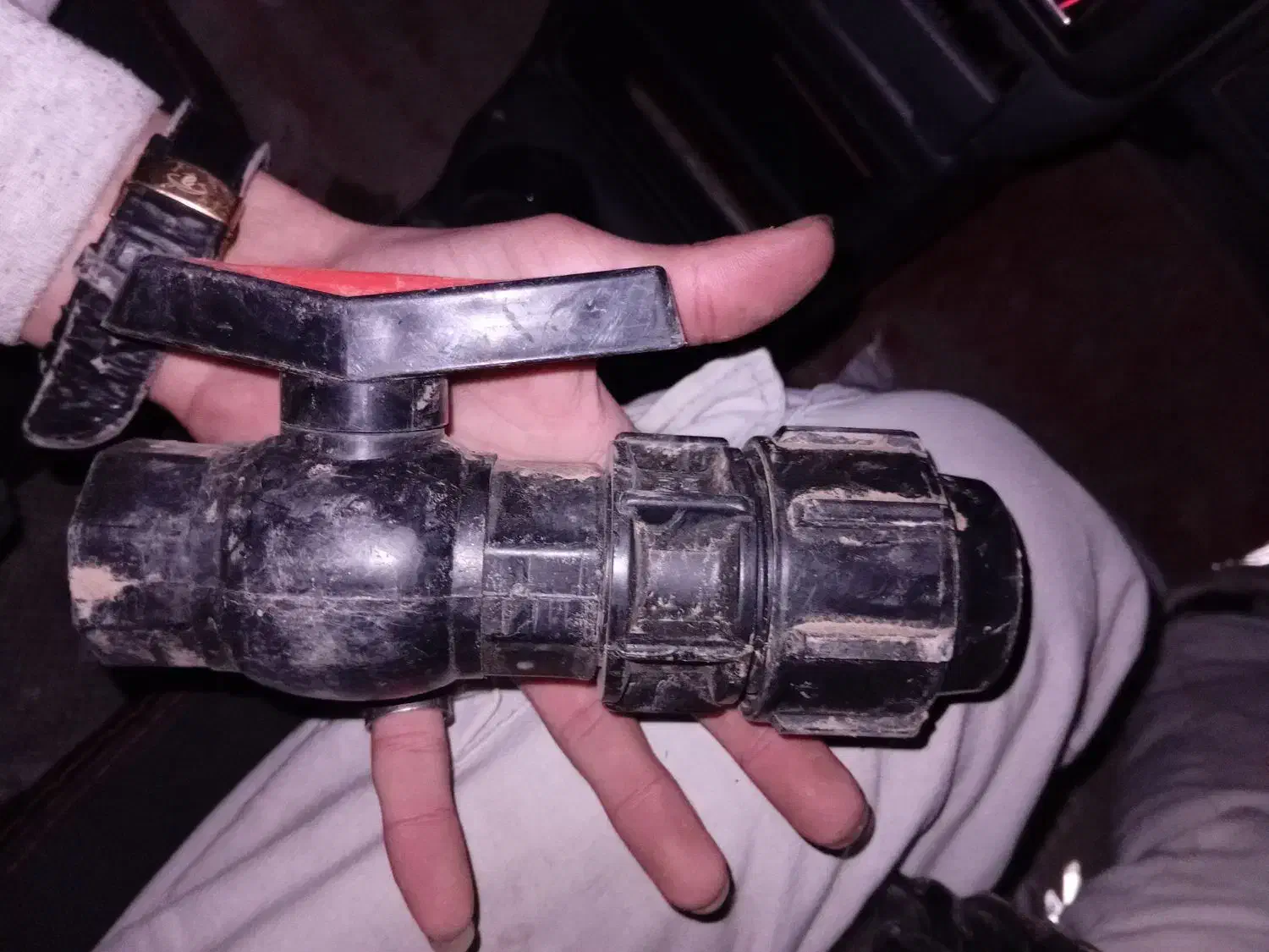 کبوتر|خزنده|جوکار, |دیوار