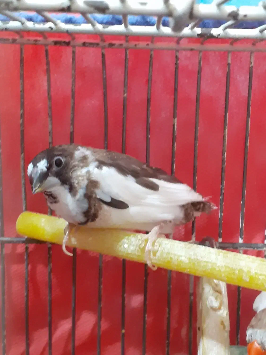 فنچ بنگالی نر|پرنده|تهران, مجیدآباد|دیوار