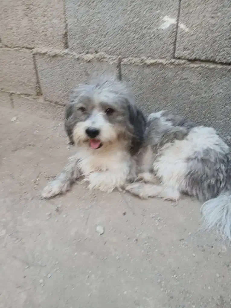 سگ شیتزو نروماده|سگ|آبپخش, |دیوار