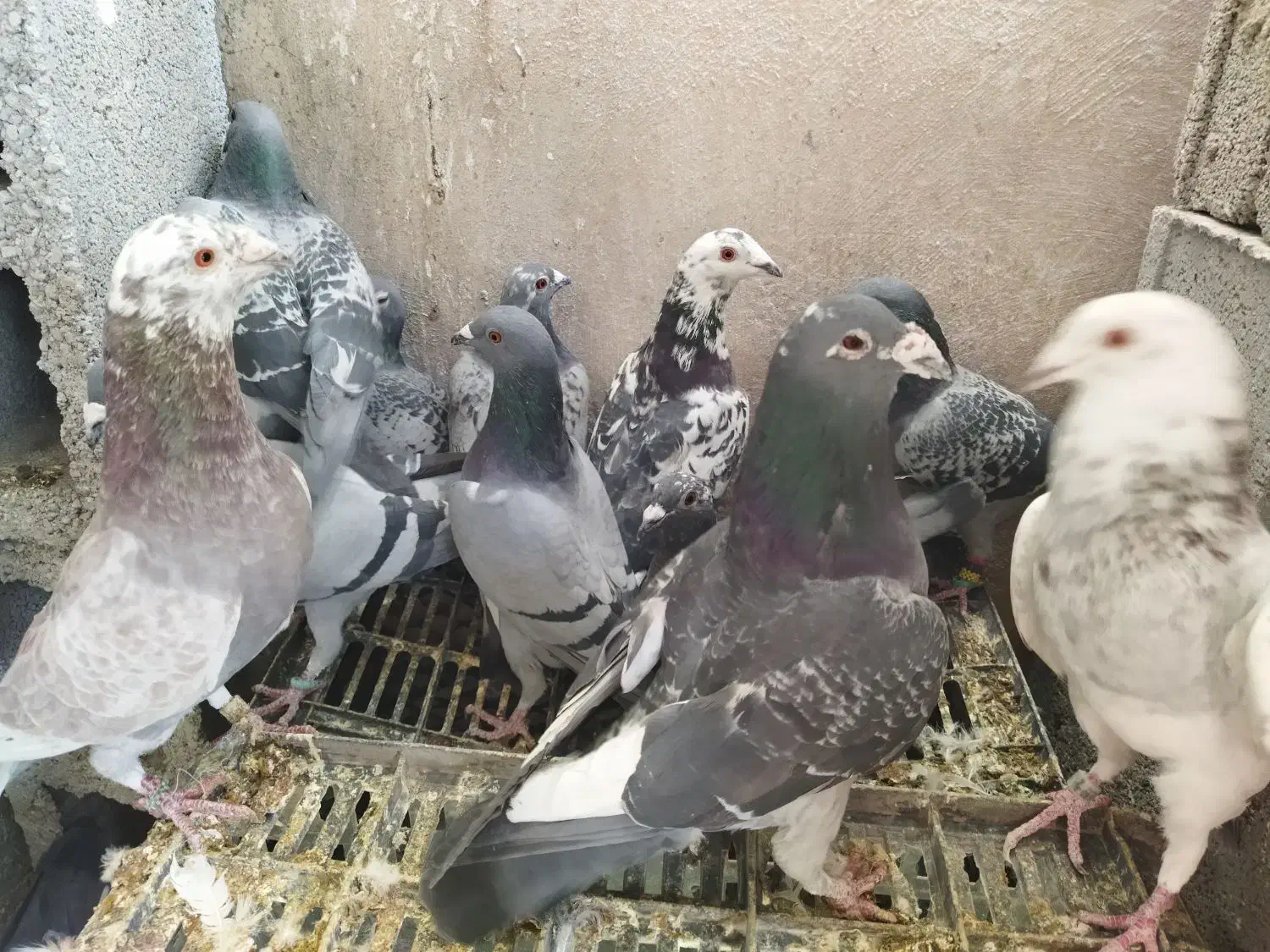 کبوتر پلاکی طوقی (چنارشیجون)|پرنده|شیراز, درکی|دیوار