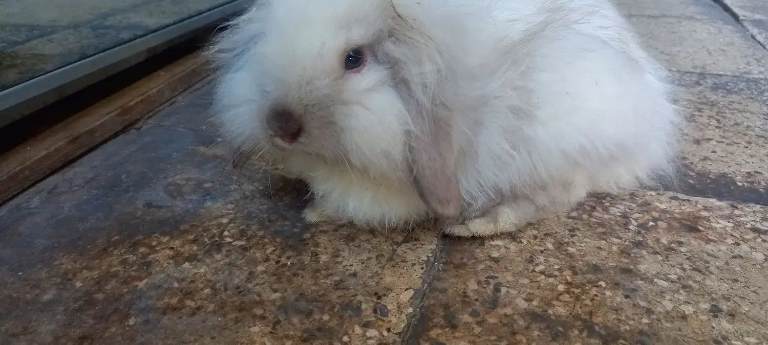 خرگوش لپ ترکیش|موش و خرگوش|کرمان, |دیوار