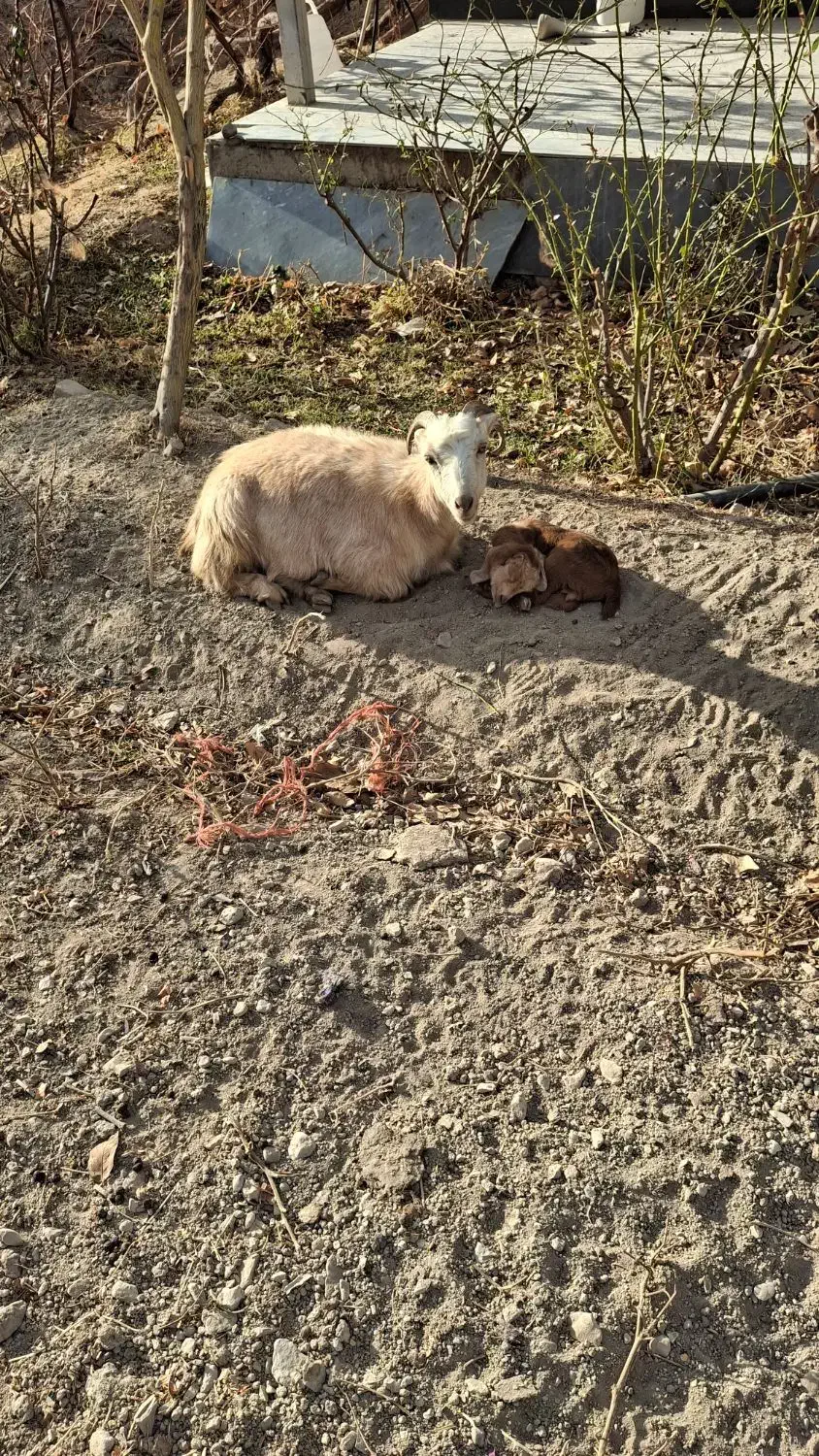 بز های خوب|حیوانات مزرعه|سردرود, |دیوار