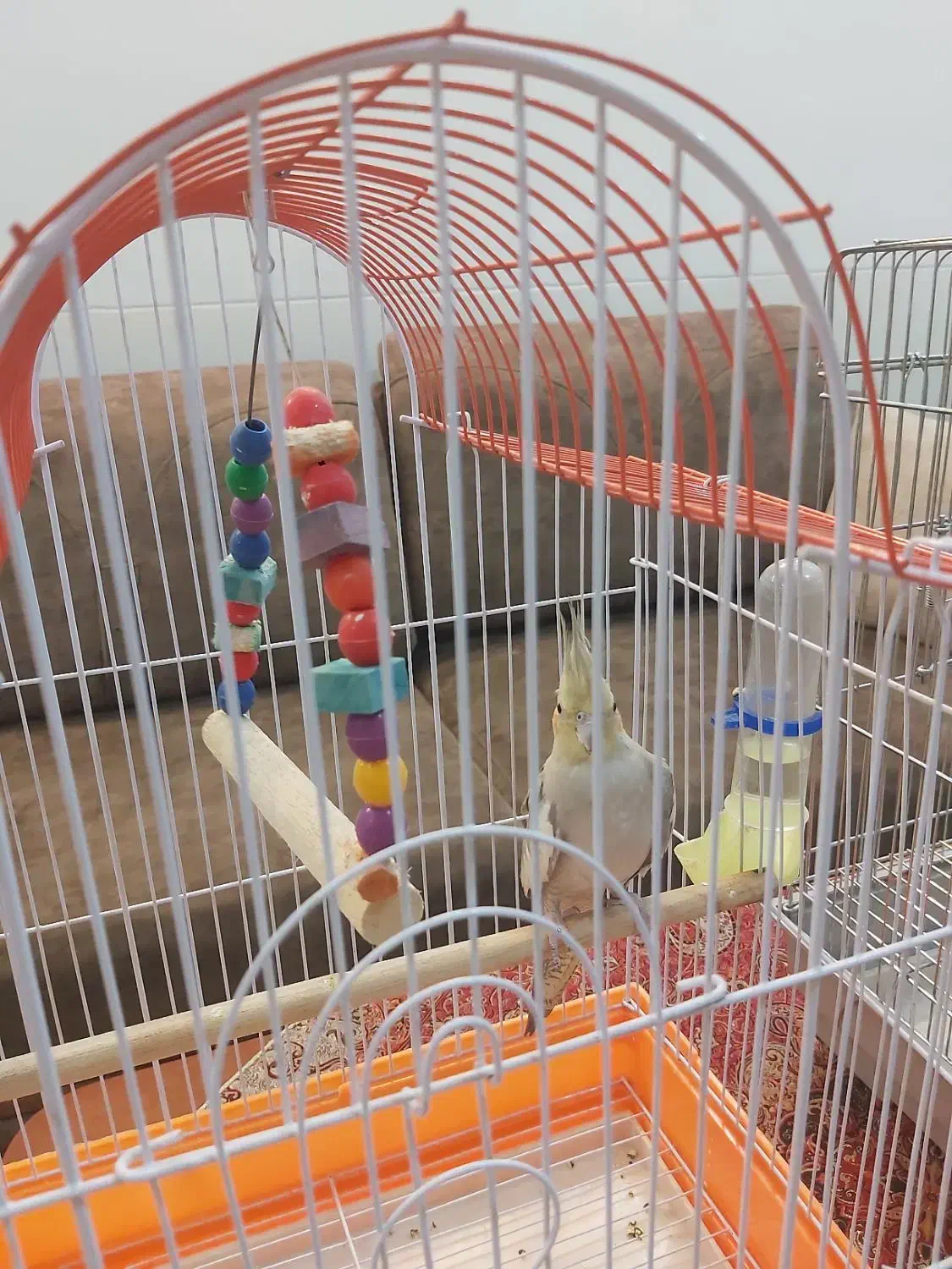 عروس هلندی|پرنده|یزد, |دیوار