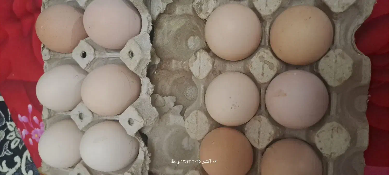 تخم مرغ برهما و رسمی نطفه دار|حیوانات مزرعه|تهران, مشیریه|دیوار