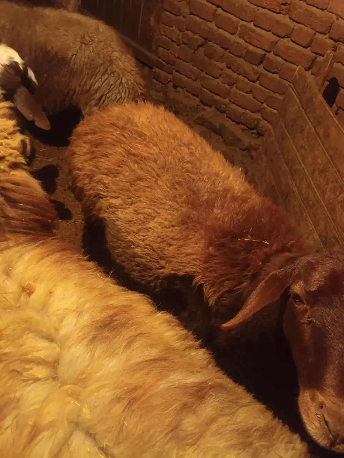 یک عدد گوسفند قربانی|حیوانات مزرعه|صومای برادوست, |دیوار