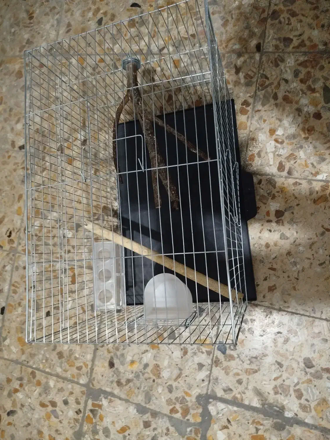 یک عدد عروس هلندی ماده|پرنده|تهران, هفده شهریور|دیوار