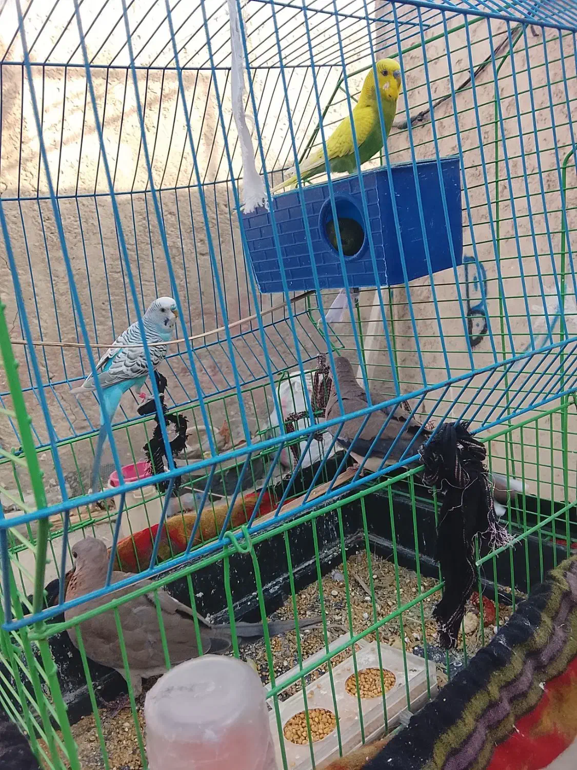 همشون فروخته میشود با شاتو ها|پرنده|سراوان, |دیوار