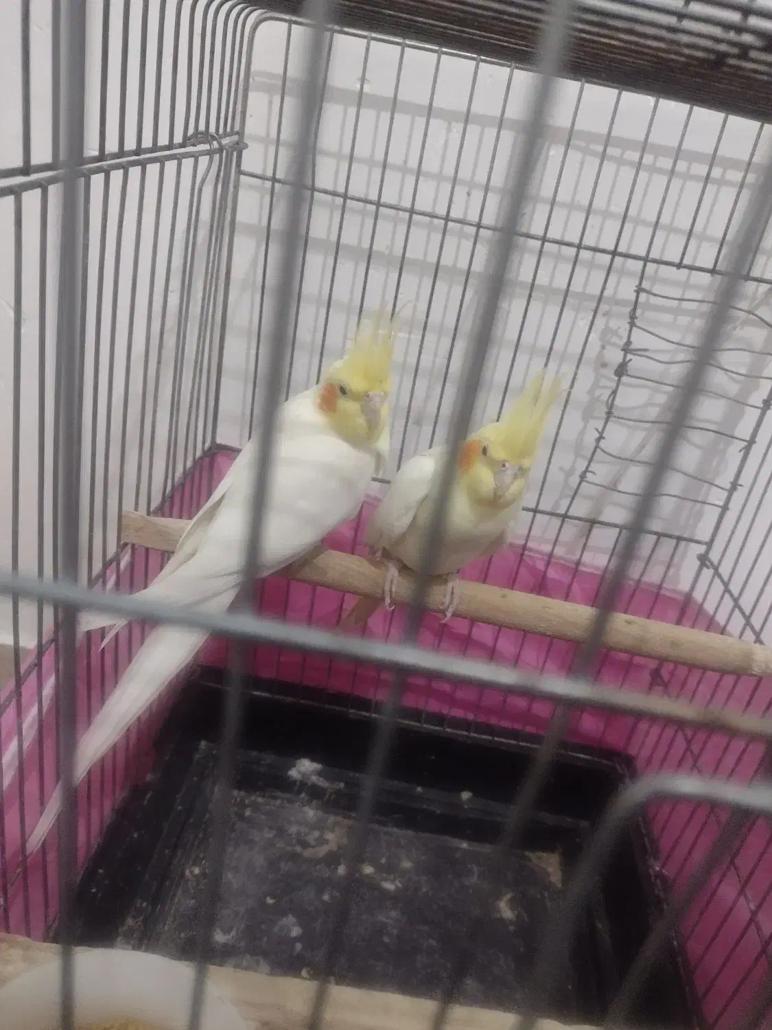 یک جفت عروس هلندی صددرصد مولد تضمینی 4 تخم|پرنده|بومهن, |دیوار