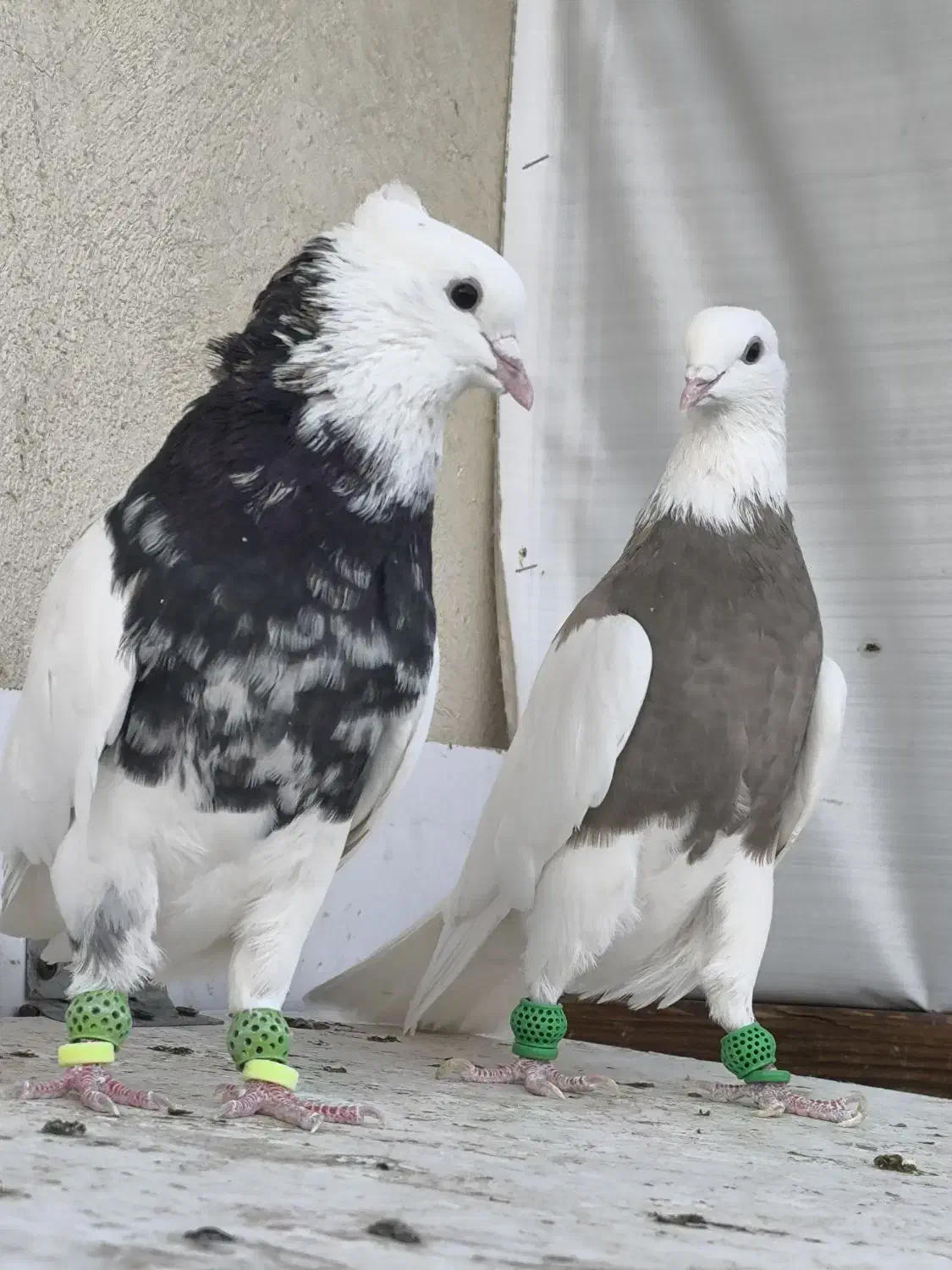 جفت طوقی آس|پرنده|قزوین, |دیوار