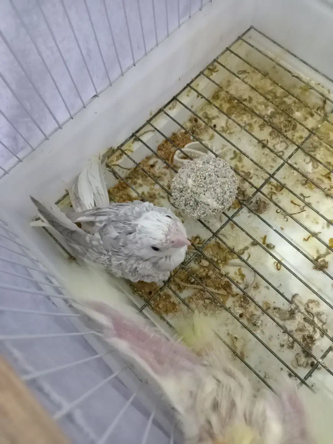 جوجه عروس هلندی سرلاکی|پرنده|گناباد, |دیوار