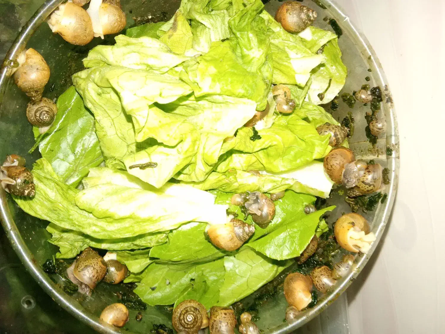 حلزون آلبینو اچاتینا|خزنده|کرمانشاه, |دیوار