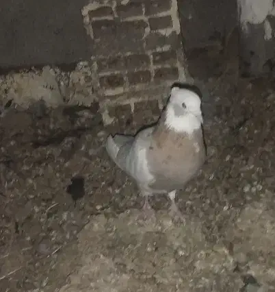 نر طوق|پرنده|شهرضا, |دیوار