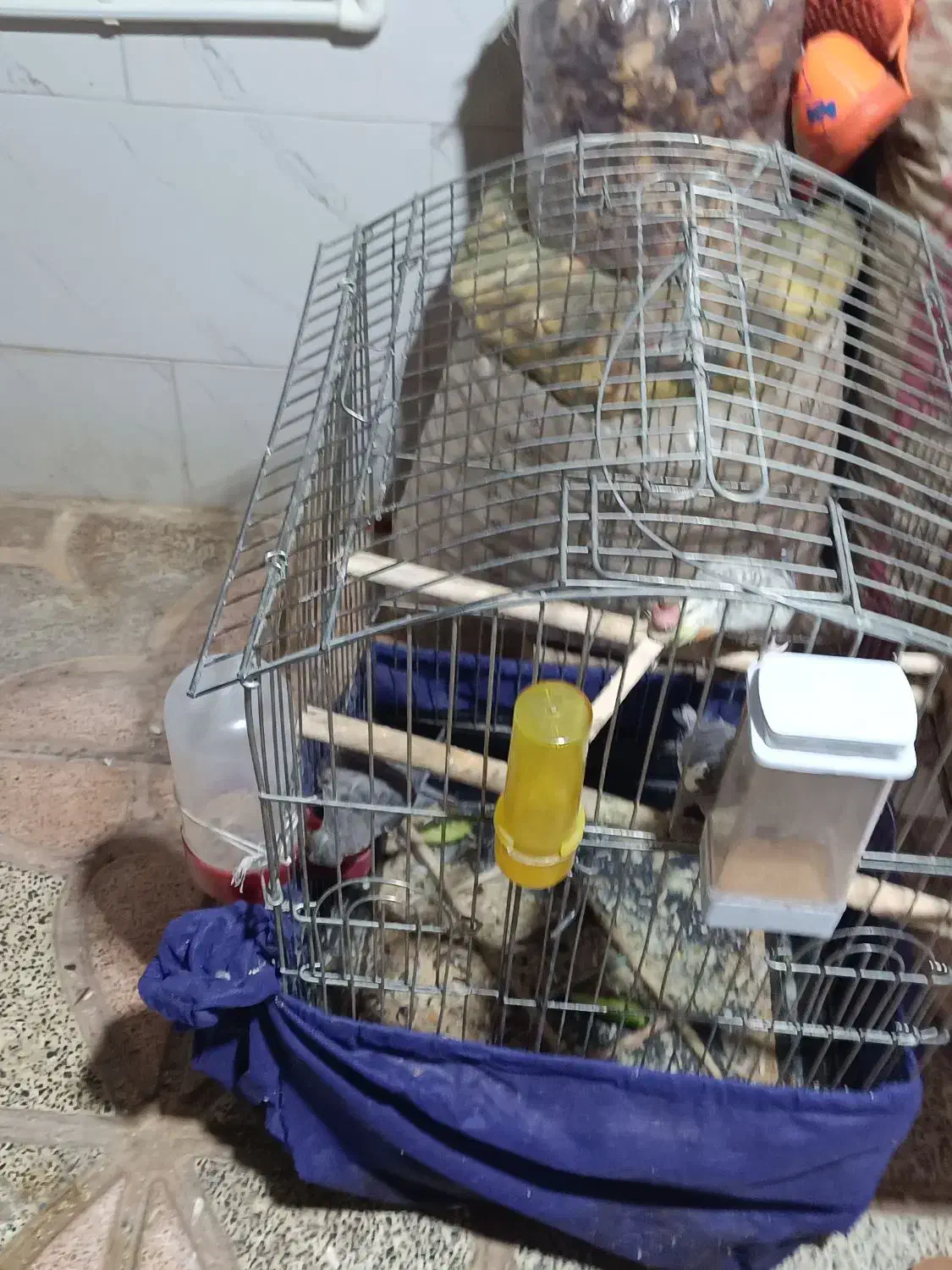 عروس هلندی|پرنده|دالاهو, |دیوار