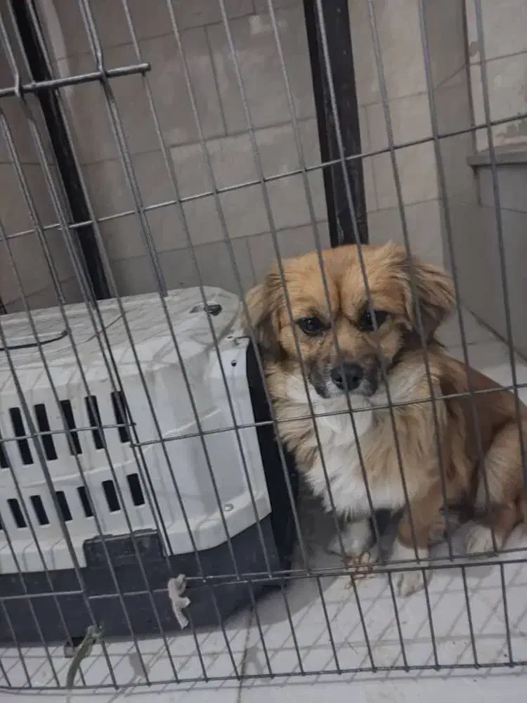 سگ اشپیتز|سگ|مشکیندشت, |دیوار