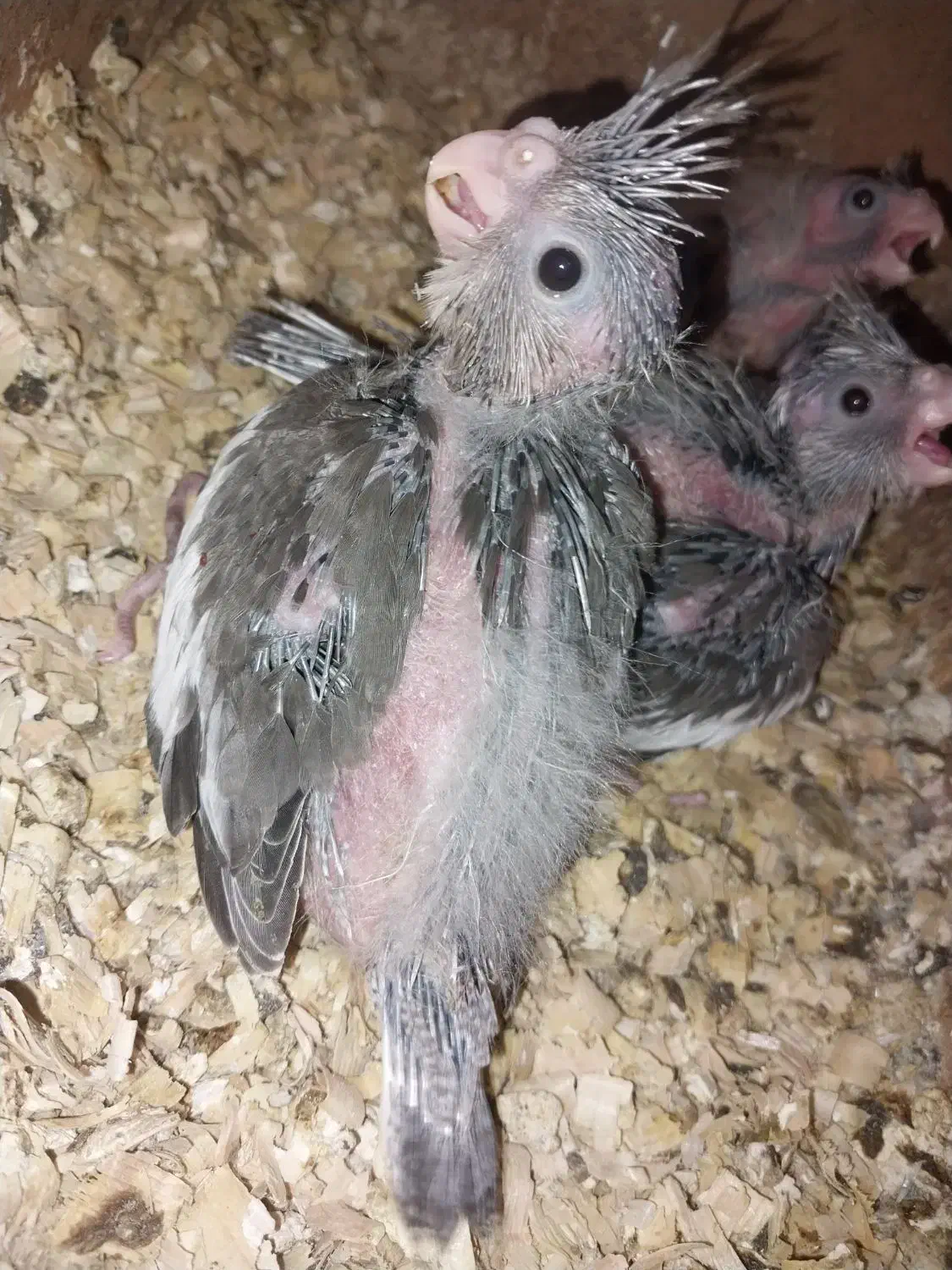 عروس هلندی جوجه سرلاکی|پرنده|آق قلا, |دیوار